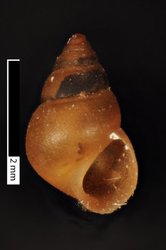 To ANSP Malacology Collection (syntypes of Hydrobia californica. Tryon, 1865. American Journal of Conchology 1 (3): 221, pl. 22, fig. 11  - catalog no. 14189)