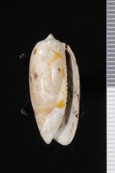 To ANSP Malacology Collection (syntype of Oliva angustata. Marrat, 1868. The Annals and Magazine of Natural History (Ser. 4) 2: 213 - catalog no. 15107)