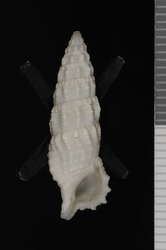 To ANSP Malacology Collection (syntype of Cerithium cylindraceum. Pease, 1869. American Journal of Conchology 5 (2): 77-78, not figured  - catalog no. 17703)