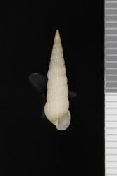 To ANSP Malacology Collection (holotype of Turbonilla vitiensis. Pilsbry, 1918. Proceedings of the Academy of Natural Sciences of Philadelphia 69 (3): 316-317, pl. 22, fig. 4 - catalog no. 20046)