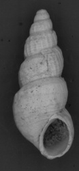 To ANSP Malacology Collection (syntype of Melania exigua. Conrad, 1855. Proceedings of the Academy of Natural Sciences of Philadelphia 7: 269  - catalog no. 27965)