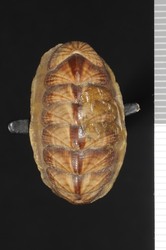 To ANSP Malacology Collection (syntype of Tonicia rubridens. Pilsbry, 1893. Manual of Conchology (Ser. 1) 14 (55-56): 203, pl. 44, fig. 66 - catalog no. 35916)