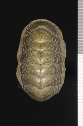 To ANSP Malacology Collection (holotype of Onithochiton semisculptus. Pilsbry, 1893. Manual of Conchology (Ser. 1) 14 (55-56): 247, pl. 55, figs. 10-11  - catalog no. 35964)