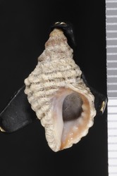 To ANSP Malacology Collection (syntype of Ocinebra jenksii. F. C. Baker, 1889. Nautilus 3: 80-81  - catalog no. 36099)