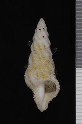 To ANSP Malacology Collection (syntypes of Fastigiella squamulosa. Pease, 1868. American Journal of Conchology 3 (4): 290-291, pl. 24, fig. 15  - catalog no. 36702)