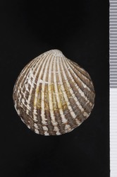 To ANSP Malacology Collection (holotype of Cardita borealis. Conrad, 1831. American marine conchology ; or descriptions and coloured figures of the shells of the Atlantic coast of North America : 39, pl. 8, fig. 1 - catalog no. 54581)