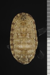 To ANSP Malacology Collection (syntype of Ischnochiton thomasi. Bednall, 1897. Proceedings of the Malacological Society of London 2 (4): 149-150, not figured  - catalog no. 69144)