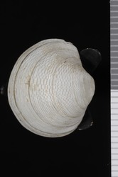 To ANSP Malacology Collection (syntypes of Diplodonta japonica. Pilsbry, 1895. Catalogue of the Marine Mollusks of Japan : 132-133, pl. 3, figs. 6, 7 - catalog no. 70874)