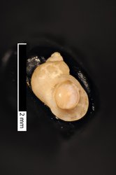 To ANSP Malacology Collection (holotype of Phasianella thaanumi. Pilsbry, 1917. Proceedings of the Academy of Natural Sciences of Philadelphia 69 (2): 209, pl. 15, figs. 12, 14  - catalog no. 117053)