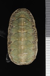 To ANSP Malacology Collection (holotype of Mopalia lowei. Pilsbry, 1918. Nautilus 31 (4): 125-126, not figured - catalog no. 117951)