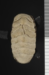 To ANSP Malacology Collection (syntype of Chiton pruinosus. Gould, 1848. Proceedings of the Boston Society of Natural History 2: 144  - catalog no. 118642)