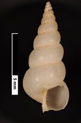 To ANSP Malacology Collection (syntype of Epitonium ulu. Pilsbry, 1921. Proceedings of the Academy of Natural Sciences of Philadelphia 72: 376, fig. 11c  - catalog no. 127818)