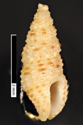 To ANSP Malacology Collection (holotype of Mangelia melanosticta. Pilsbry & Lowe, 1932. Proceedings of the Academy of Natural Sciences of Philadelphia 84: 56-57, pl. 3, fig. 9 - catalog no. 155192)