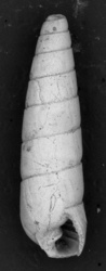 To ANSP Malacology Collection (syntypes of Eulimella carmanica. Melvill & Standen, 1903. The Annals and Magazine of Natural History (Ser. 7) 12: 303-304, pl. 21, fig. 14 - catalog no. 164815)