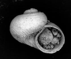 To ANSP Malacology Collection (syntypes of Cyclostrema eumares. Melvill, 1904. Proceedings of the Malacological Society of London 6: 158, pl. 10, figs. 1, 1a  - catalog no. 164834)