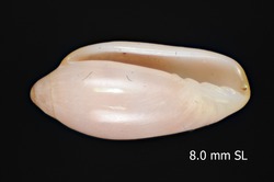 To ANSP Malacology Collection (syntype of Marginella rosa. Schwengel, 1938. Proceedings of the Academy of Natural Sciences of Philadelphia 90: 3, text-fig. 1 - catalog no. 170298)