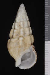 To ANSP Malacology Collection (holotype of Cerithium auricoma. Schwengel, 1940. Nautilus 53 (4): 109, pl. 12, figs. 8, 8a - catalog no. 175133)