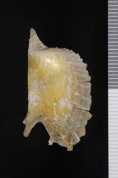 To ANSP Malacology Collection (holotype of Pteria xanthia. Schwengel, 1942. Nautilus 56: 64, pl. 3, figs. 1, 1a - catalog no. 178717)