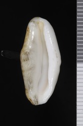 To ANSP Malacology Collection (holotype of Cyphoma mcgintyi. Pilsbry, 1939. Nautilus 52 (3): 108  - catalog no. 178887)