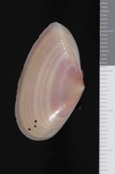 To ANSP Malacology Collection (syntype of Tellina mantaensis. Pilsbry & Olsson, 1943. Nautilus 56: 80, pl. 8, figs. 1-4 - catalog no. 178904)