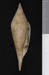 To ANSP Malacology Collection (holotype of Conus mcgintyi. Pilsbry, 1955. Nautilus 69: 47 - catalog no. 193858)