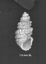 To ANSP Malacology Collection (holotype of Miralda abbotti. Olsson & McGinty, 1958. Bulletins of American Paleontology 39 (177): 44-45, pl. 1, fig. 7 - catalog no. 211912)