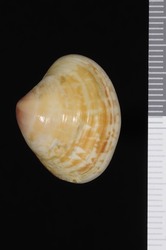 To ANSP Malacology Collection (holotype of Pitar helenae. Olsson, 1961. Mollusks of the Tropical Eastern Pacific : 276, pl. 45, figs. 2, 2a - catalog no. 218899)