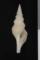 To ANSP Malacology Collection (holotype of Comitas kirai. Powell, 1969. Indo Pacific Mollusca 2 (10): 280, figs. 4, 5 - catalog no. 232552)