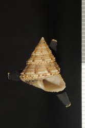 To ANSP Malacology Collection (holotype of Calliostoma tenebrosum. Quinn, 1992. Nautilus 106 (3): 87, figs. 27, 28, 27, 28 - catalog no. 300356)