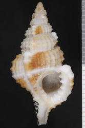 To ANSP Malacology Collection (holotype of Sassia lewisi. Harasewych & Petuch, 1980. Nautilus 94 (3): 121-122, text-fig. 1 - catalog no. 352235)