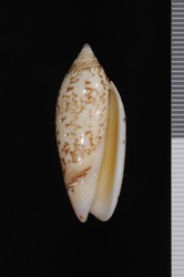 To ANSP Malacology Collection (holotype of Oliva foxi. Stingley, 1984. La Conchiglia 16 (178-179): 28, text-fig. p. 28 right - catalog no. 358356)