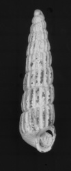 To ANSP Malacology Collection (holotype of Turbonilla heilprini. Bush, 1899. Proceedings of the Academy of Natural Sciences of Philadelphia 51: 167-168, pl. 8, fig. 13  - catalog no. 454645)